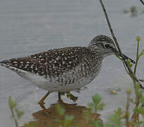 Wood Sandpiper