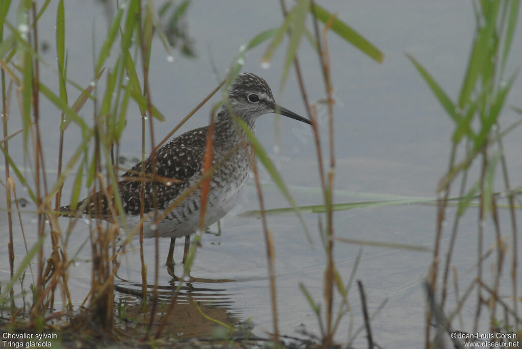 Wood Sandpiper