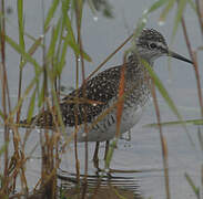 Wood Sandpiper