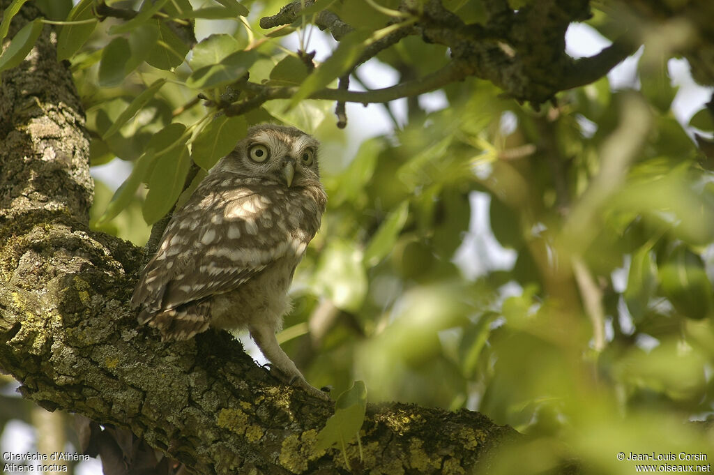 Little Owl