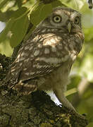 Little Owl