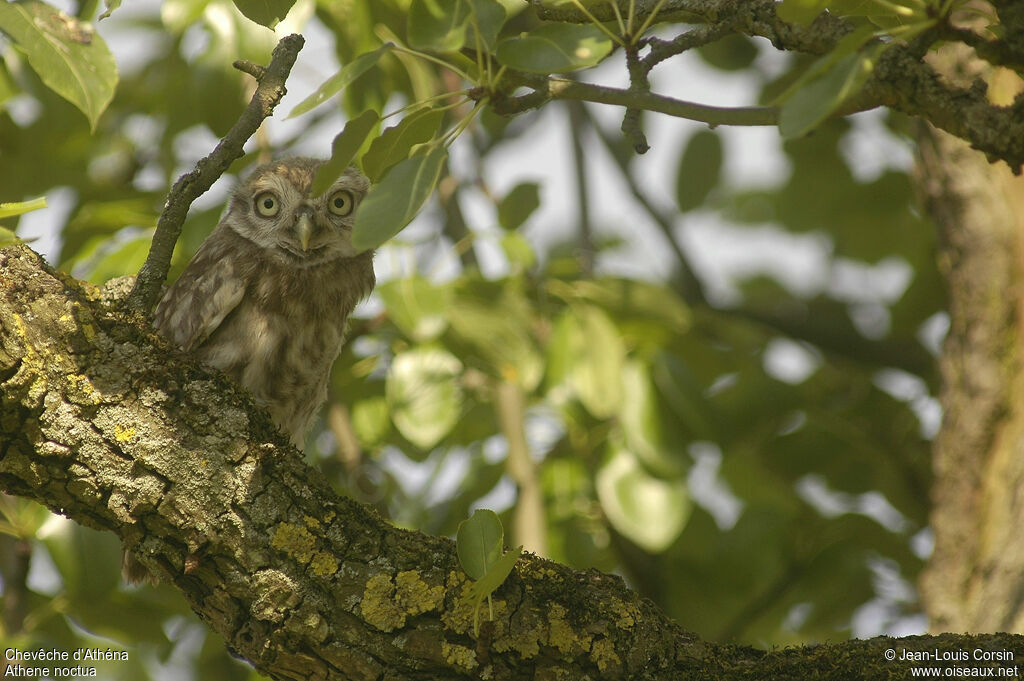 Little Owl