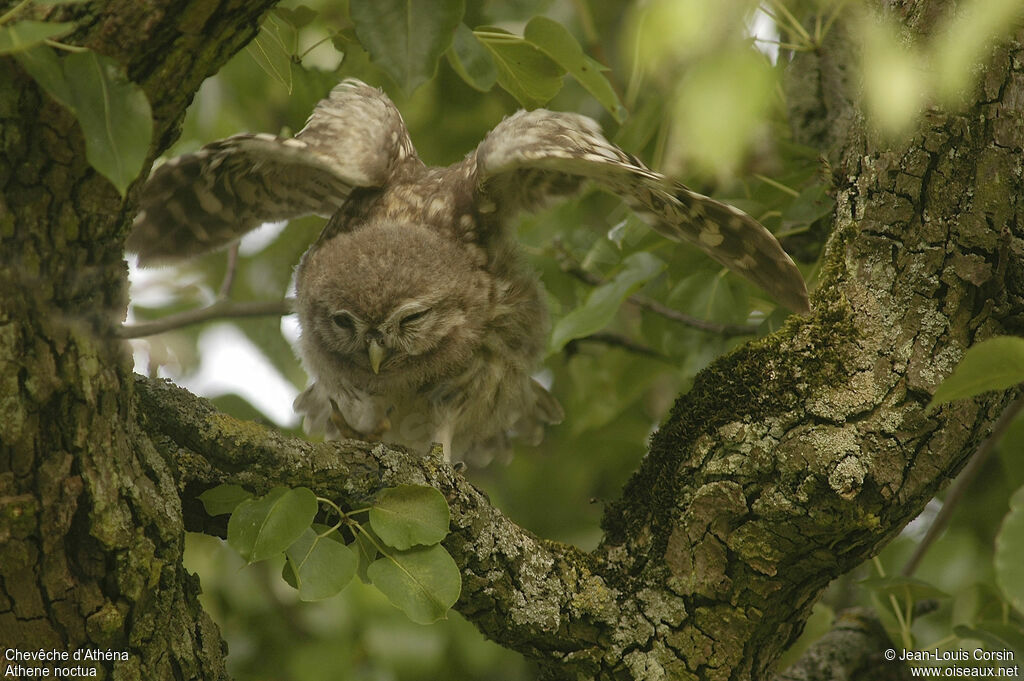 Little Owl