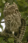 Little Owl