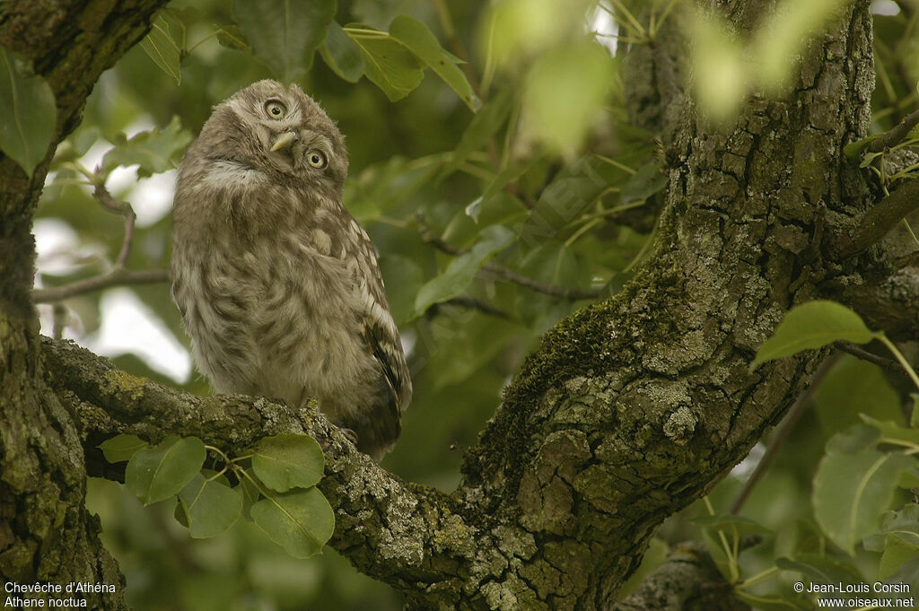 Little Owl