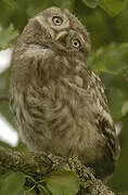 Little Owl