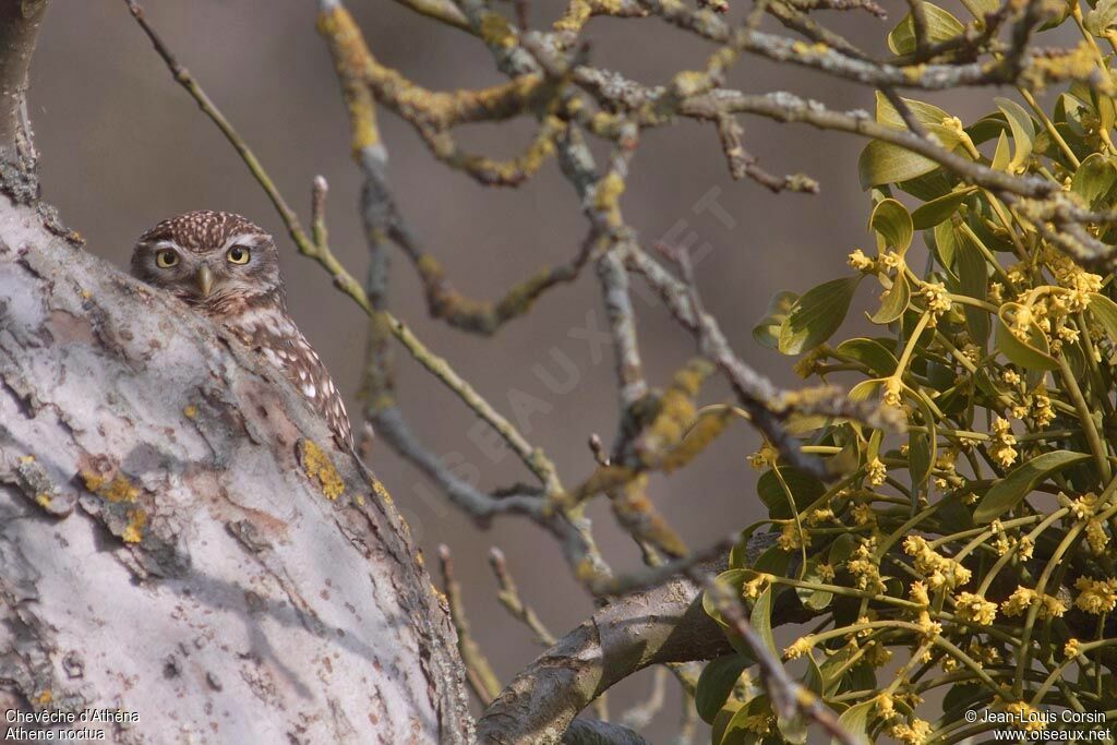 Little Owl