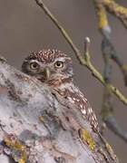 Little Owl