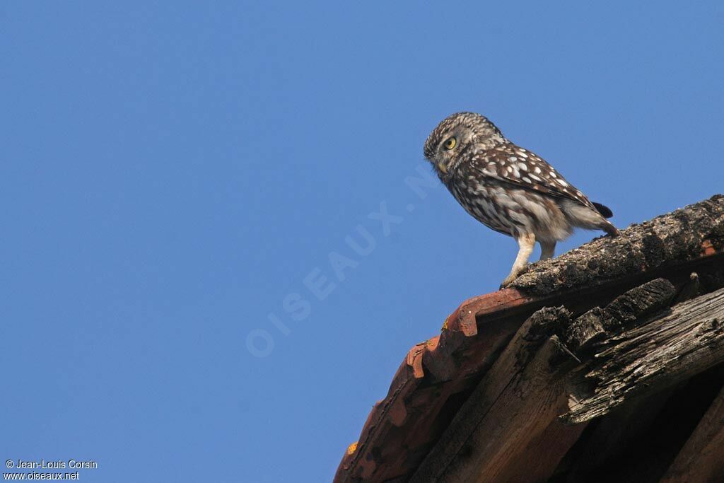 Little Owl