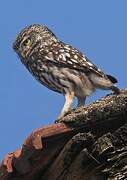 Little Owl