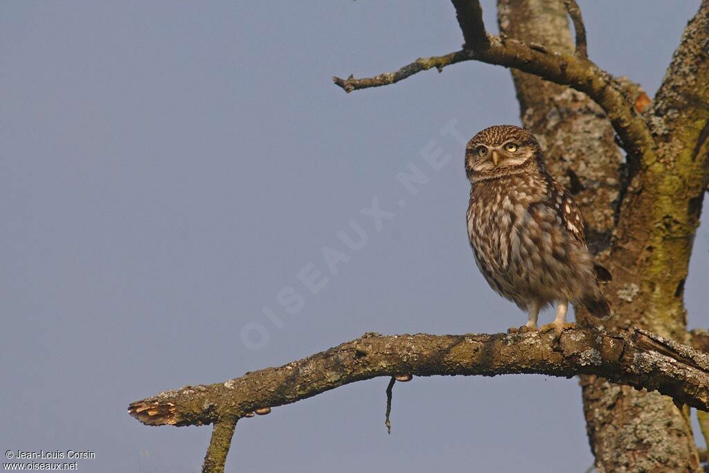 Little Owl