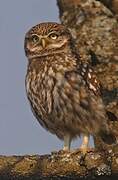 Little Owl