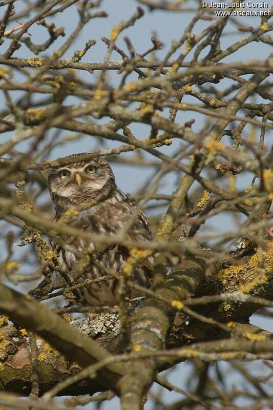 Little Owl