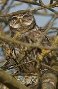 Little Owl