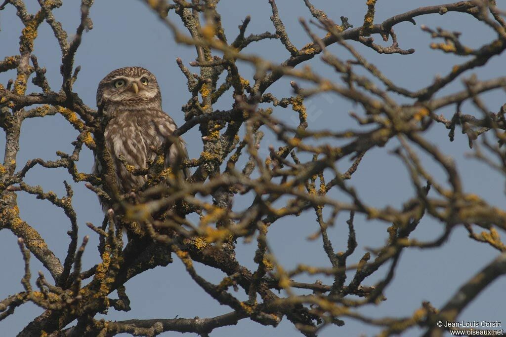 Little Owl