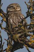 Little Owl