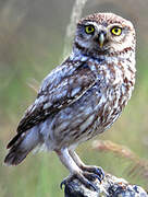 Little Owl