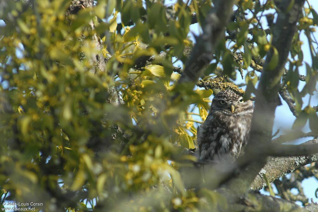 Little Owl