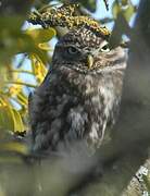 Little Owl