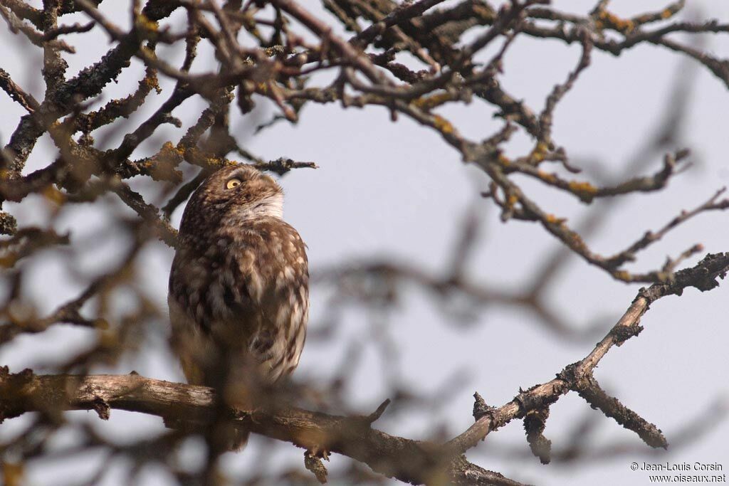 Little Owl