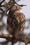 Little Owl