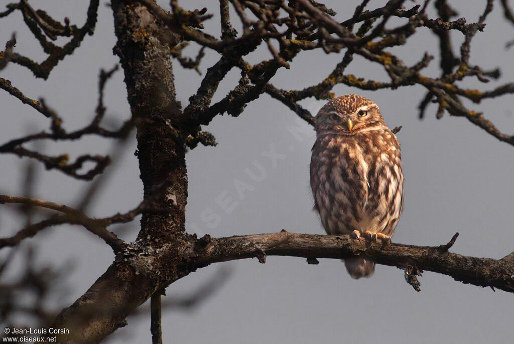 Little Owl