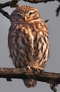 Little Owl