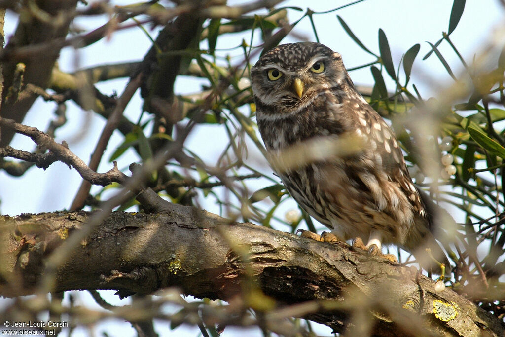 Little Owl