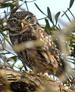 Little Owl