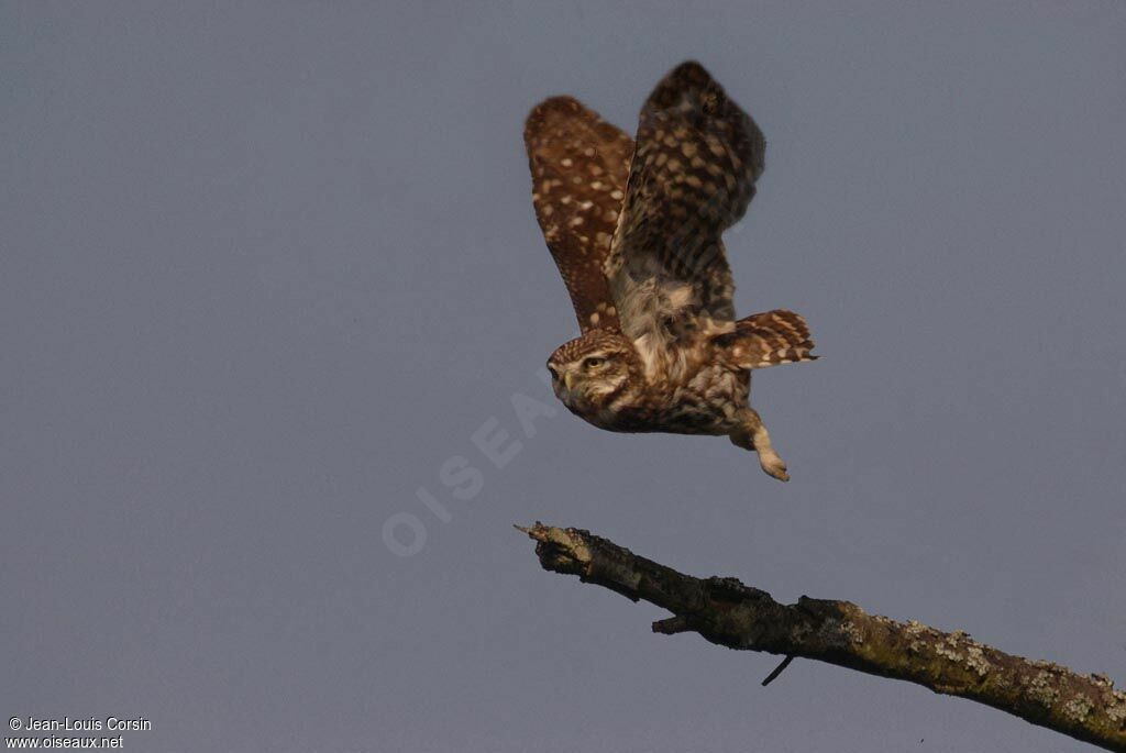 Little Owl