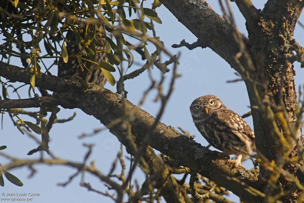 Little Owl 