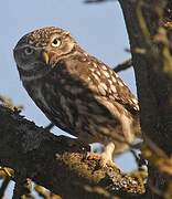 Little Owl