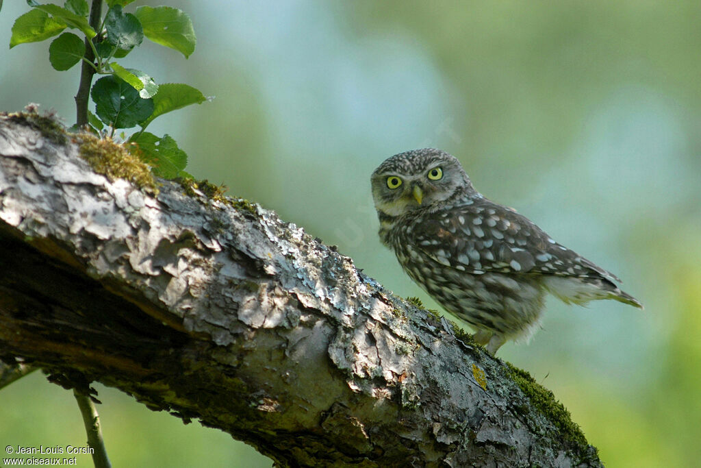 Little Owl