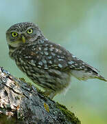 Little Owl