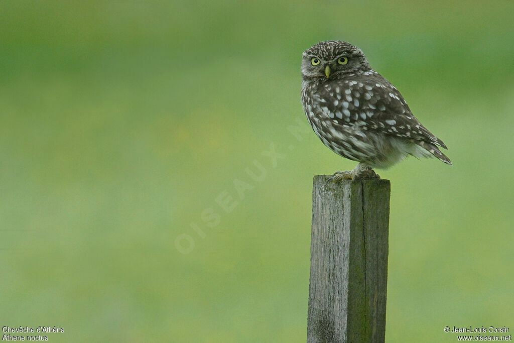 Little Owl