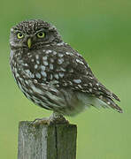 Little Owl