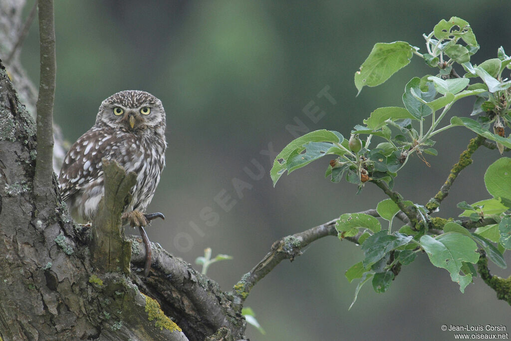 Little Owl