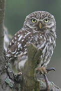 Little Owl