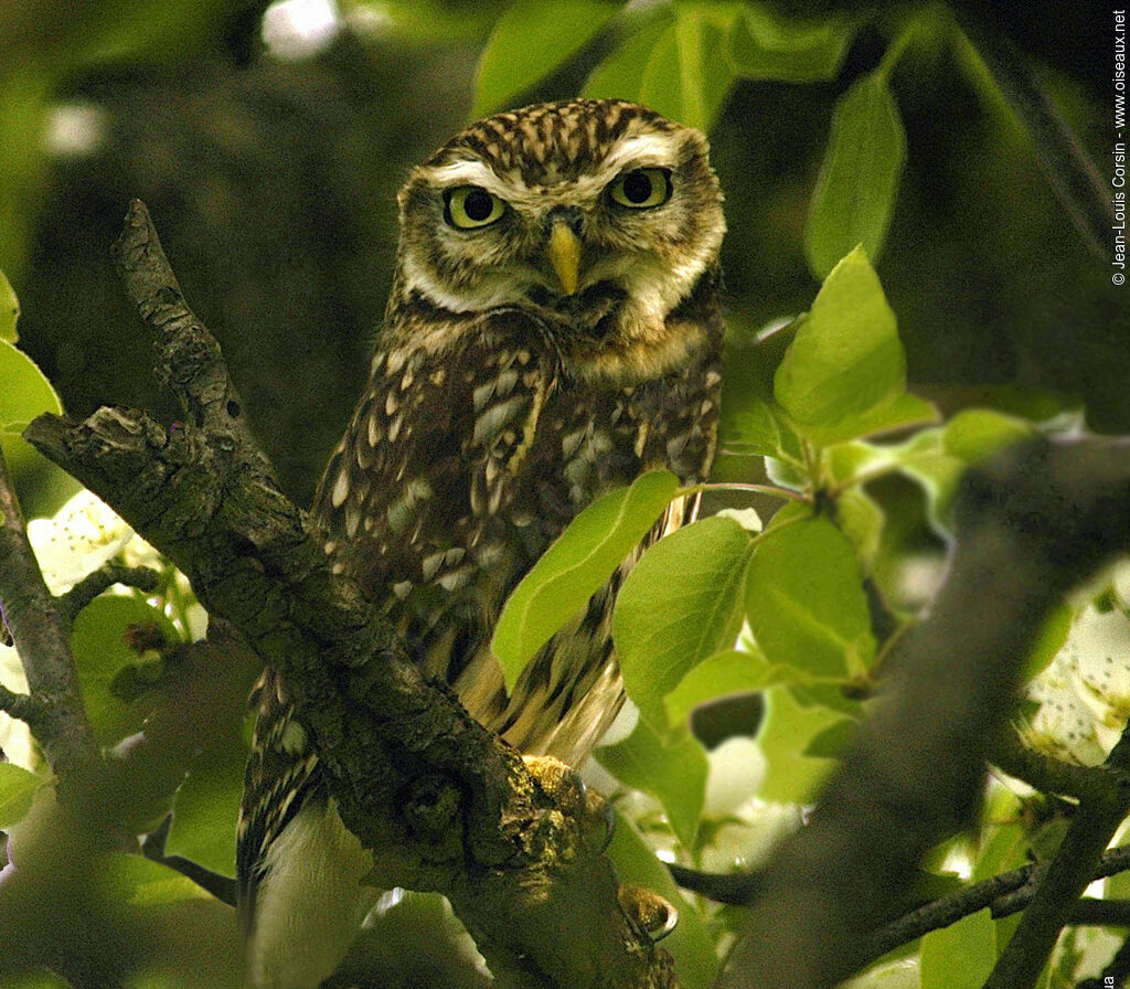 Little Owl