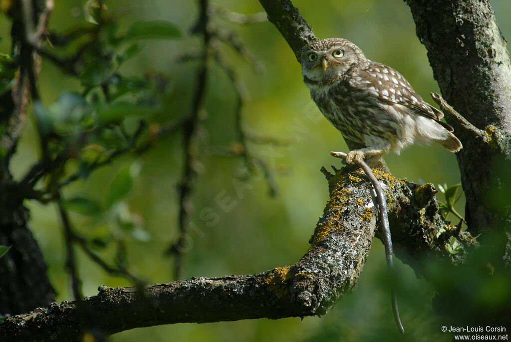 Little Owl