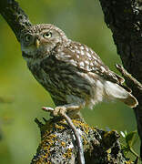 Little Owl