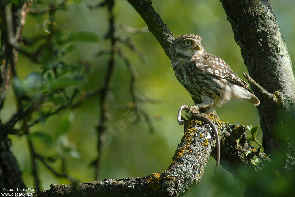 Little Owl