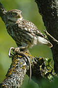 Little Owl