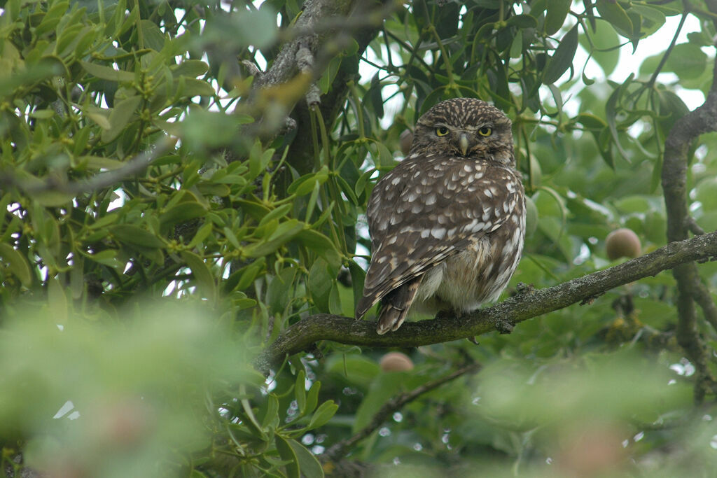 Little Owl