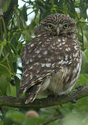 Little Owl