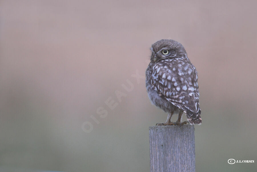 Little Owl