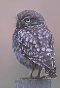 Little Owl