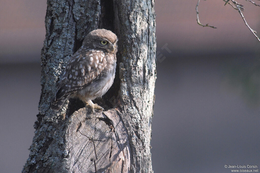 Little Owl