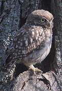 Little Owl