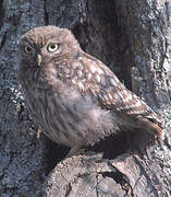 Little Owl